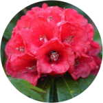 මධ්යම පළාත් නිල පුෂ්පය